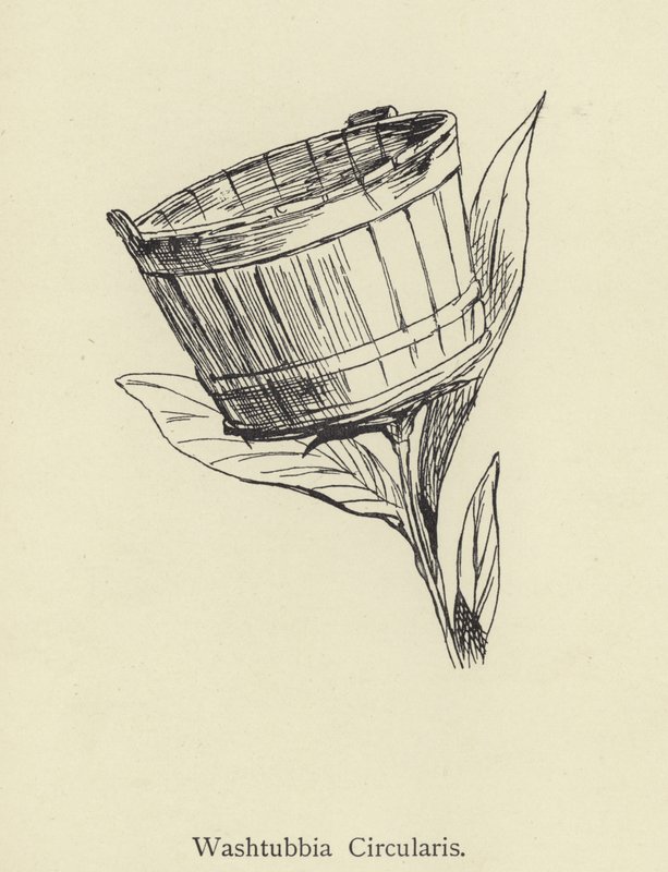 Washtubbia Circularis von Edward Lear