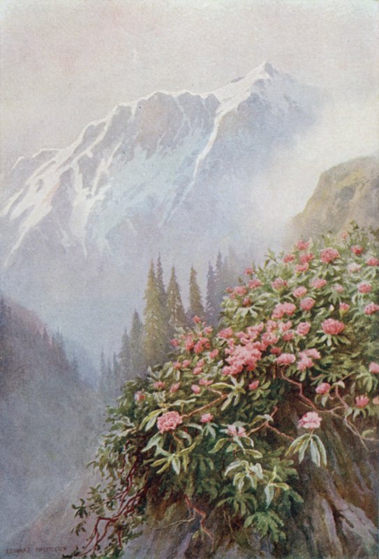 Wilde Rhododendren von Edward Mary Joseph Molyneux