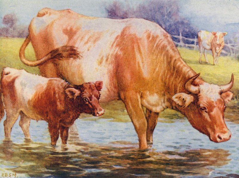 Kühe und Kalb von Edward Brice Montefiore