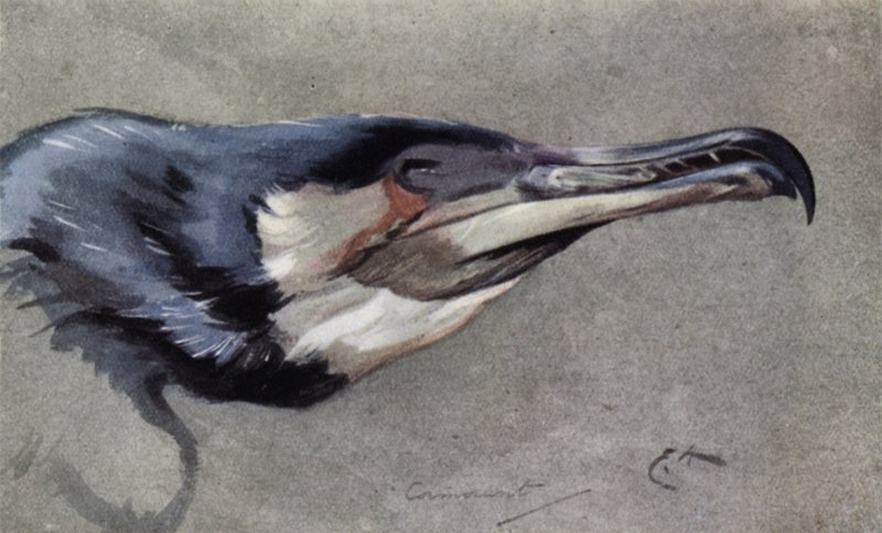 Kormoran von Edwin John Alexander