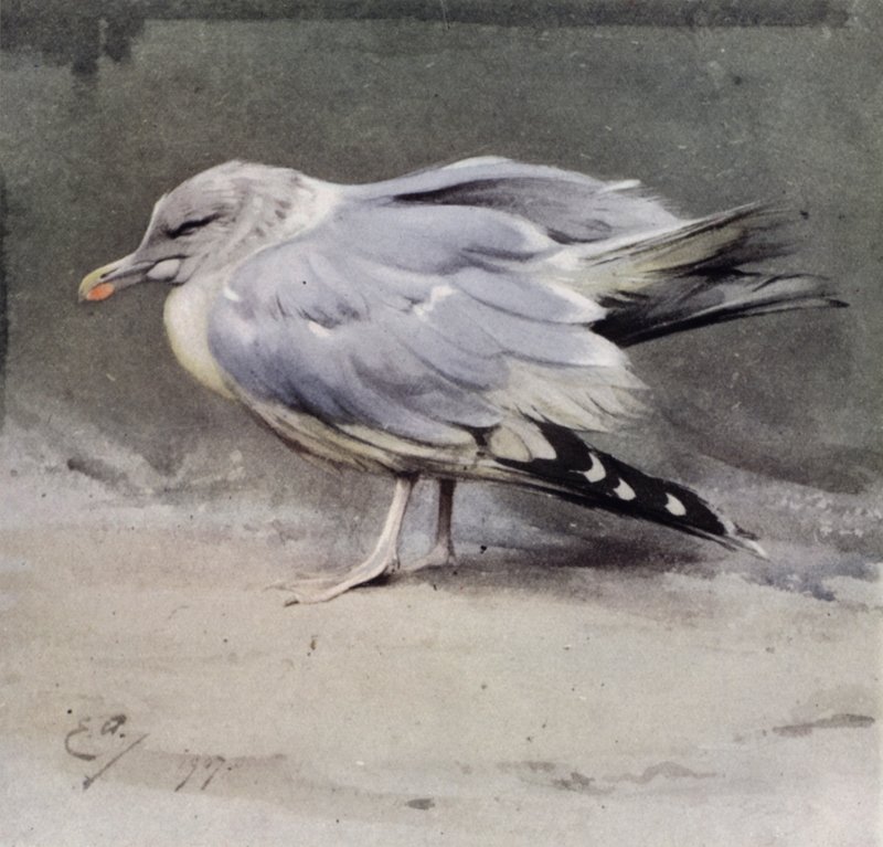 Kranke Silbermöwe von Edwin John Alexander