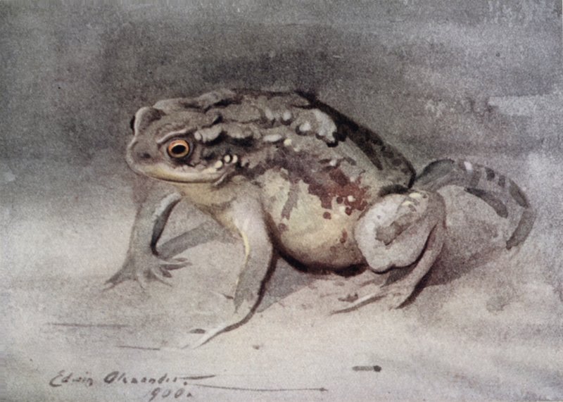 Kröte von Edwin John Alexander