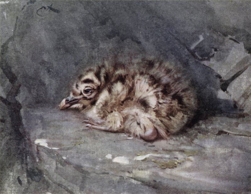 Junge Mantelmöwe von Edwin John Alexander