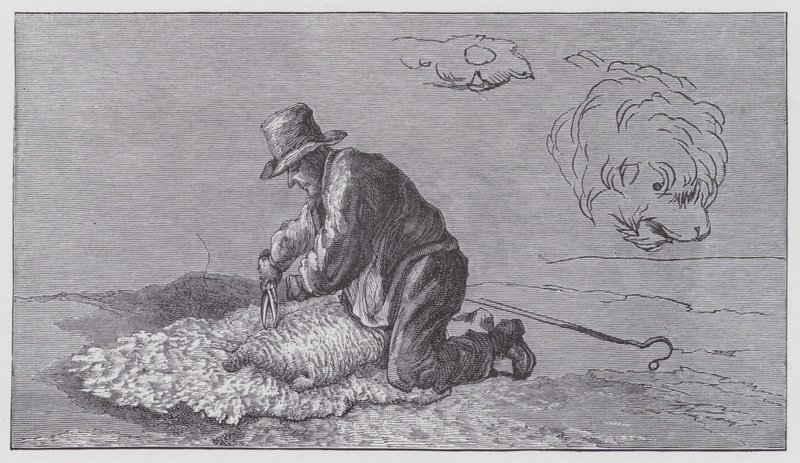 Schafschur von Edwin (after) Landseer