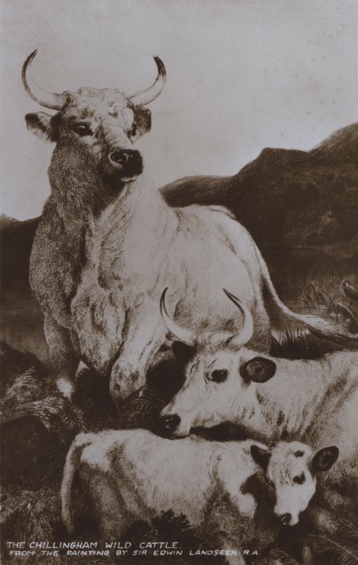 Die Chillingham Wildrinder von Edwin (after) Landseer