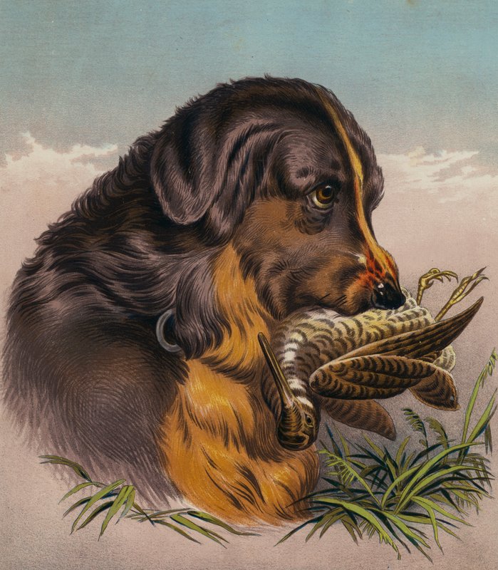 Der Retriever von Edwin (after) Landseer