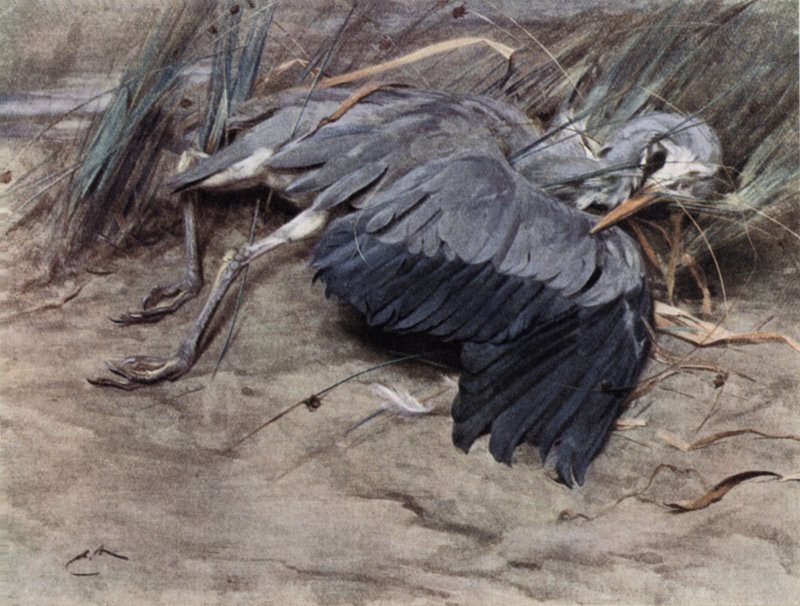 Reiher von Edwin John Alexander