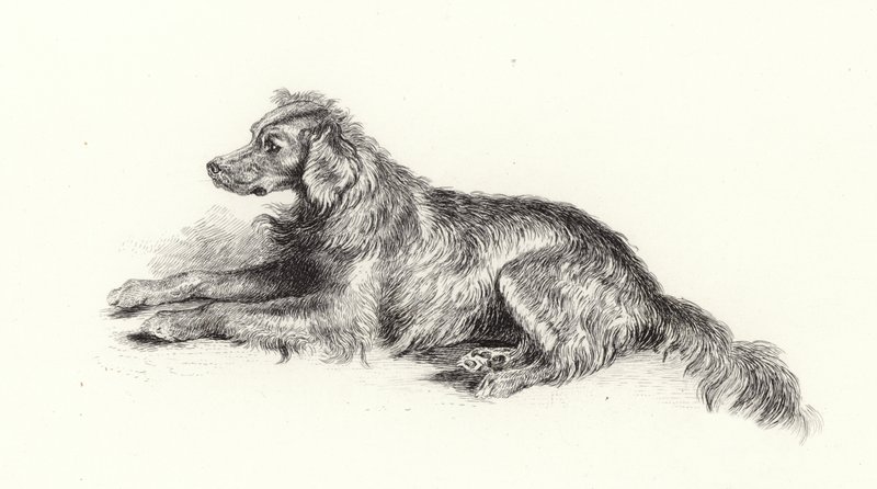Ein Setterhund von Edwin Landseer