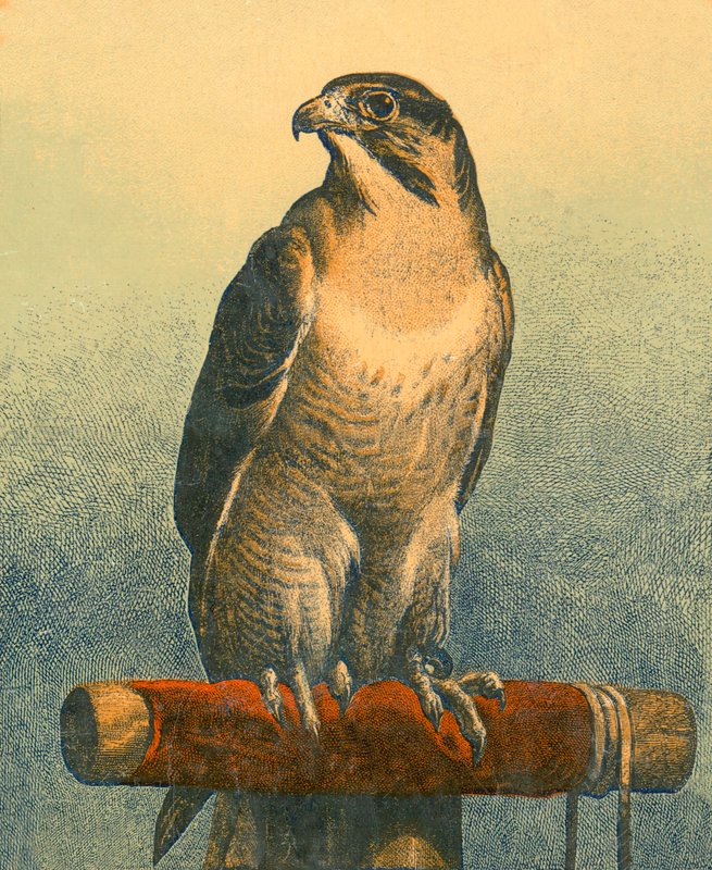 Falke von Edwin Landseer