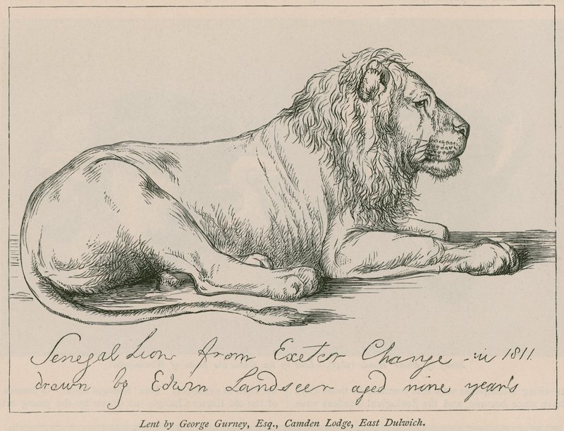 Senegallöwe aus Exeter Change von Edwin Landseer