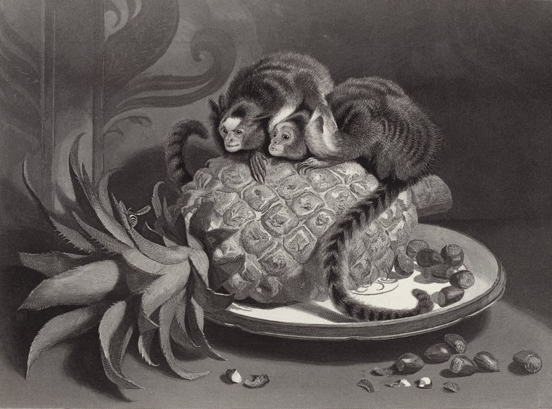 Die Marmozetten von Edwin Landseer