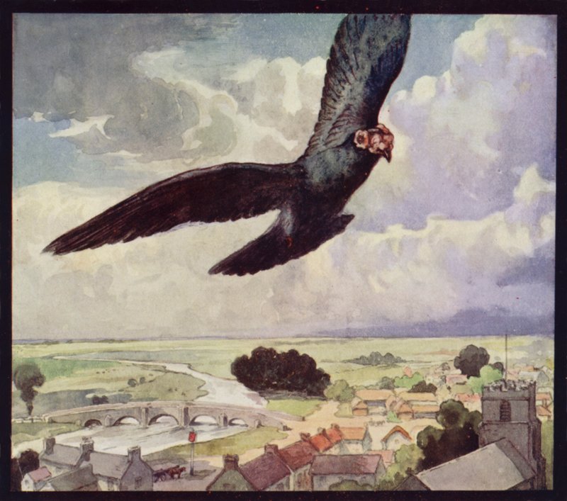 Eine Brieftaube im Flug von Edwin Noble