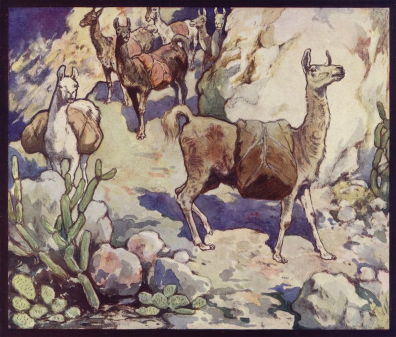 Lamas in den Anden (Farblithografie) von Edwin Noble
