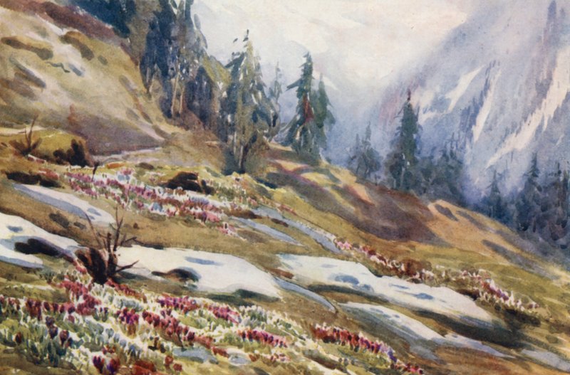 Schweiz von Effie Jardine