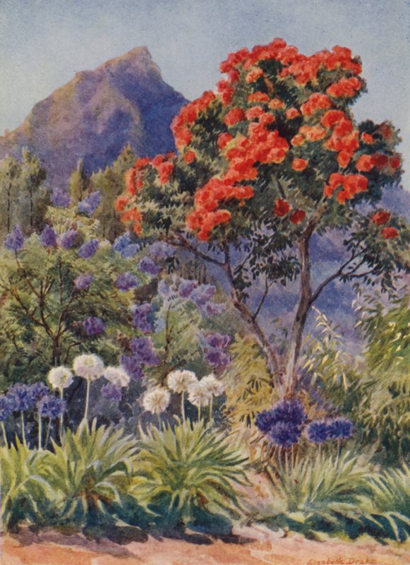 Scharlachblühender Eukalyptus, nahe Kapstadt von Elizabeth Drake