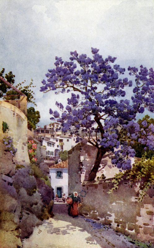 Jacarandabaum von Ella Du Cane