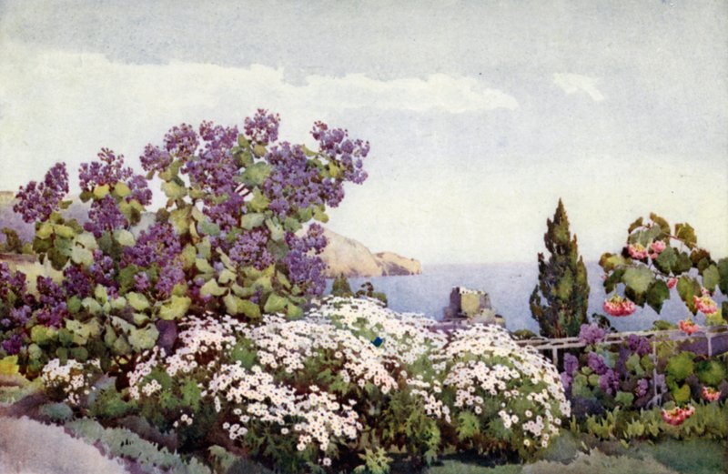 Weigandia und Gänseblümchen von Ella Du Cane