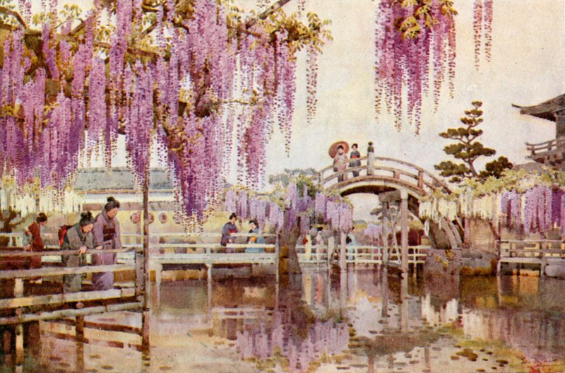 Wisteria, Kameido von Ella Du Cane