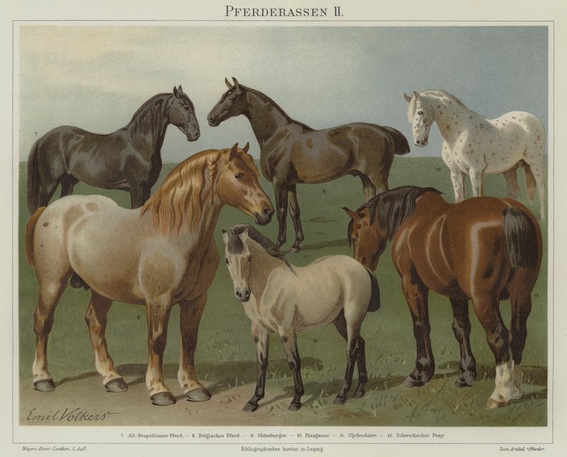 Pferderassen von Emil Volkers
