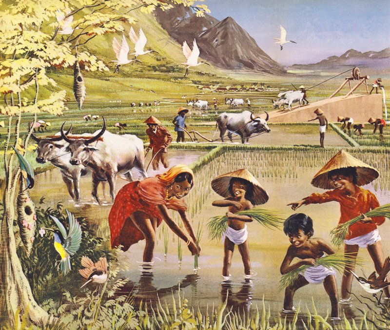Ein Reisfeld in Malaya von English School