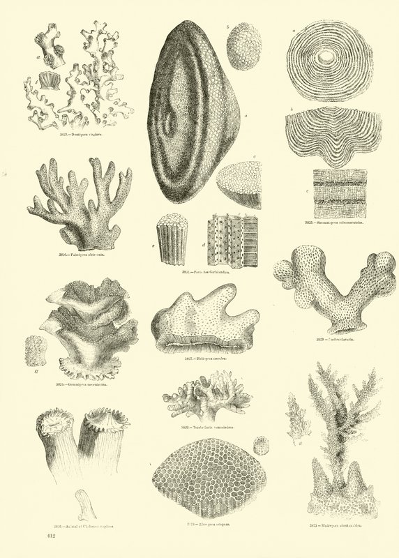 Seite aus dem Pictorial Museum of Animated Nature von English School