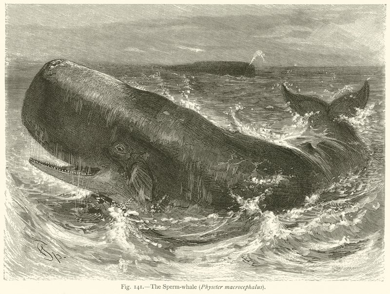 Der Pottwal (Physeter Macrocephalus) von English School