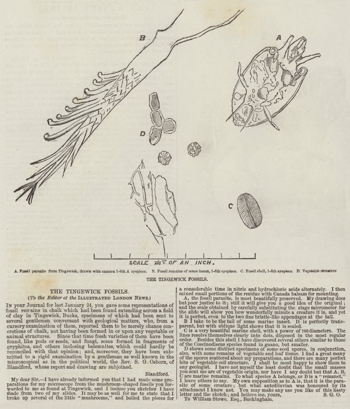 Die Tingewick-Fossilien von English School