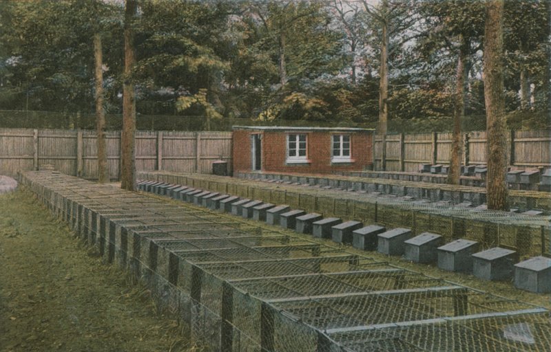 Ein Norfolk-Fasanenhof von English Photographer