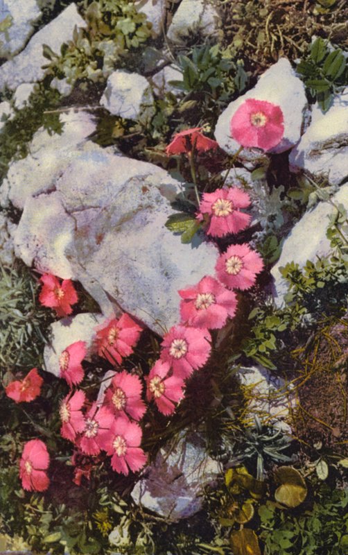 Alpenblumen: Dianthus Alpinus von English Photographer