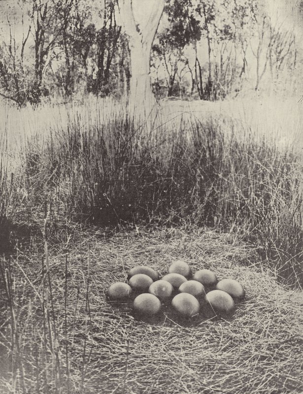 Ein Emunest von English Photographer
