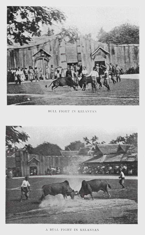 Stierkampf in Kelantan von English Photographer