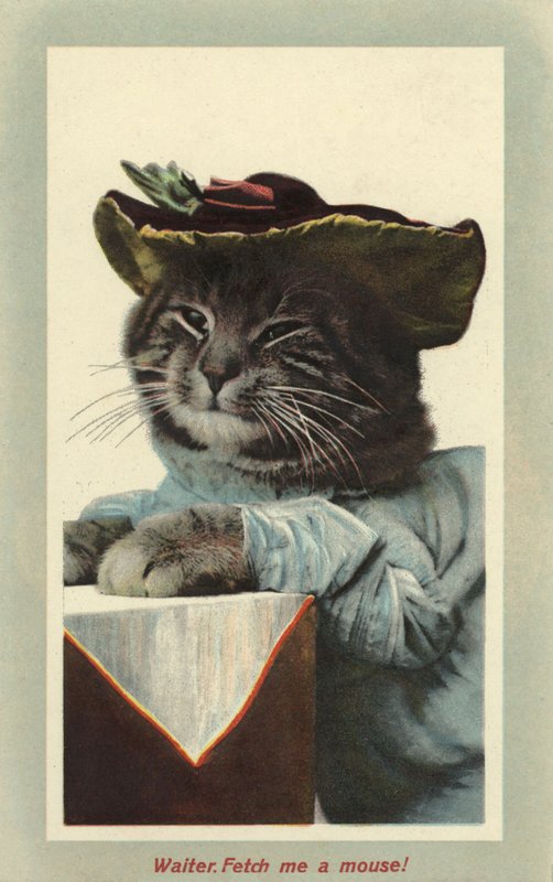 Katze mit Hut von English Photographer