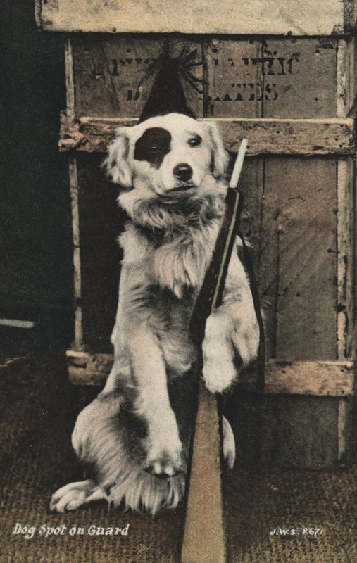 Hund mit einer Waffe von English Photographer