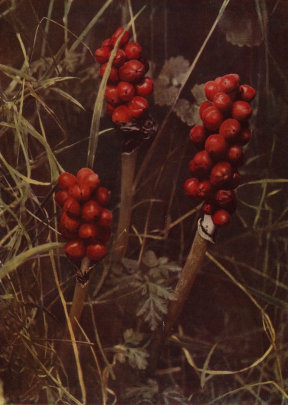 Frucht des Aronstabs von English Photographer