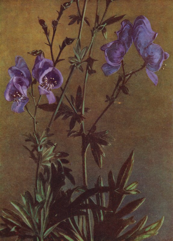 Eisenhut von English Photographer