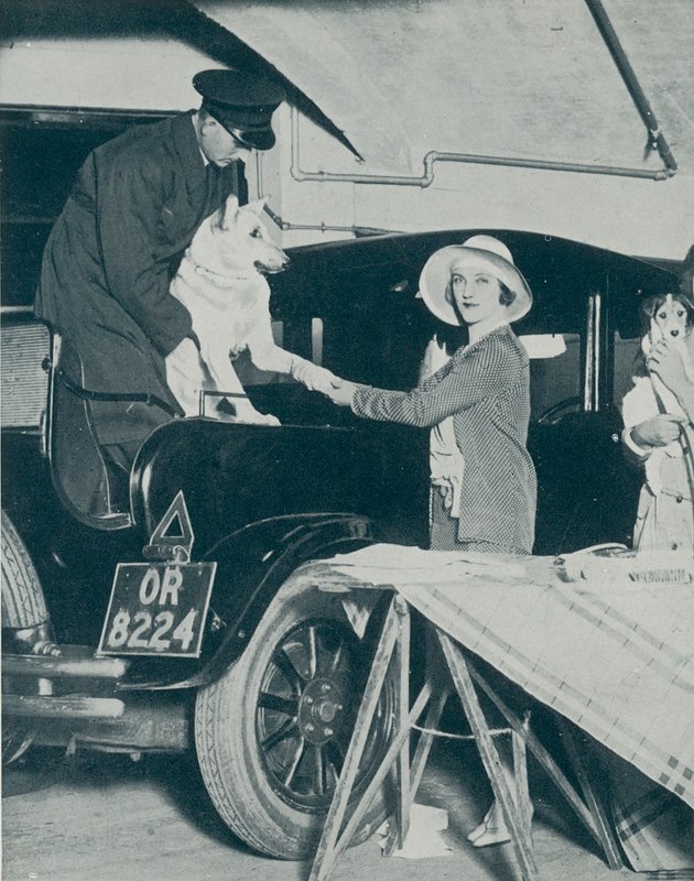 Parken Sie Ihren Hund von English Photographer
