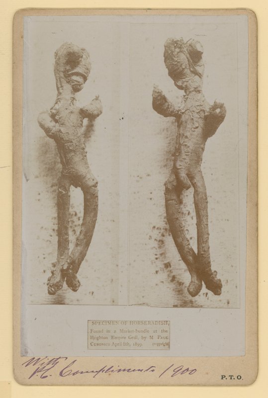 Meerrettich-Exemplar von English Photographer