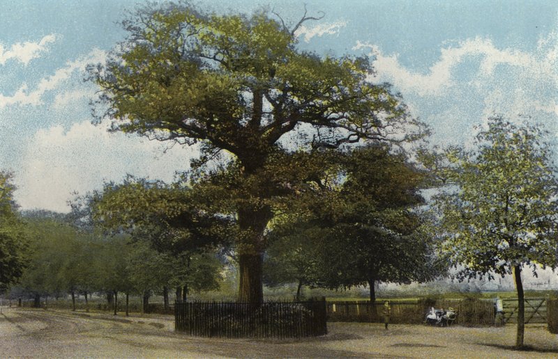 Die Midland-Eiche, Leamington von English Photographer
