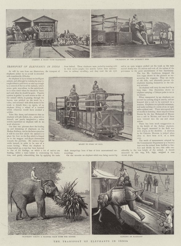 Der Transport von Elefanten in Indien von English Photographer