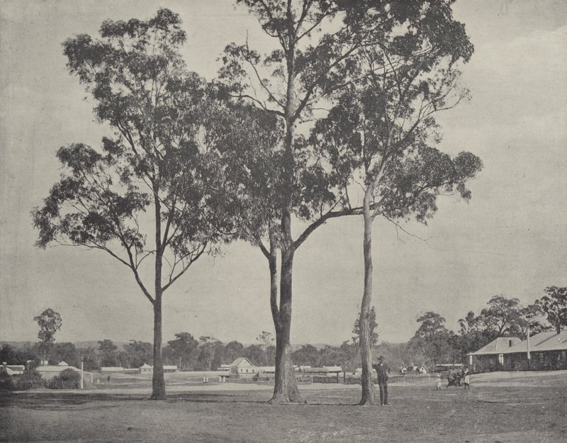 Toongabbie von English Photographer