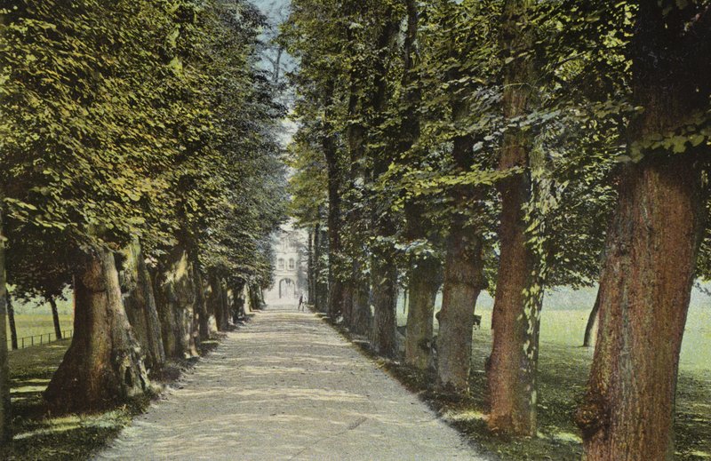 Trinity College, die Allee von English Photographer