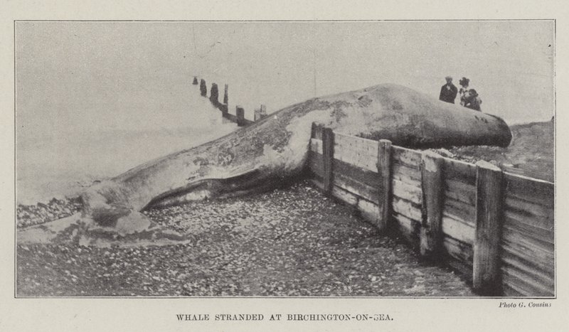 Gestrandeter Wal in Birchington-on-Sea von English Photographer