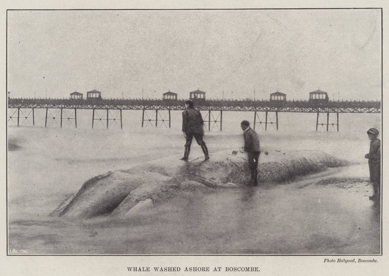 Gestrandeter Wal in Boscombe von English Photographer