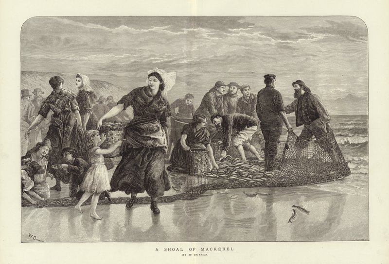 Ein Schwarm Makrelen von W. Duncan von English School