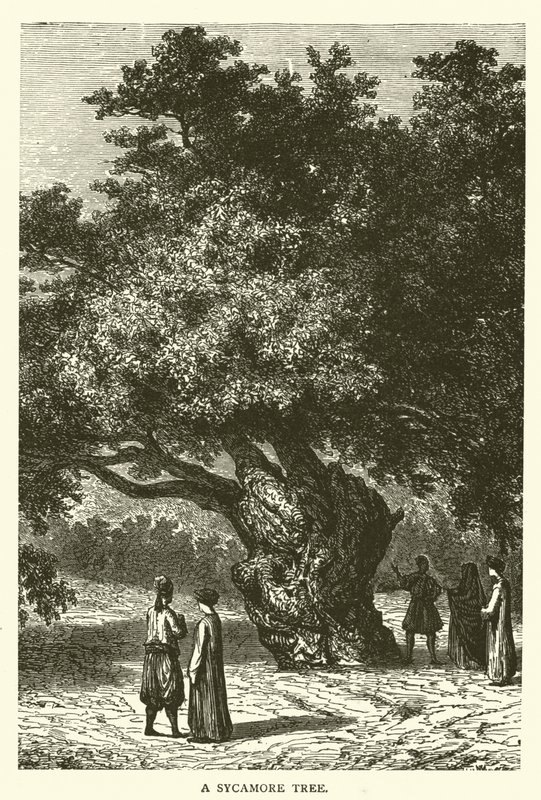 Ein Maulbeerfeigenbaum von English School