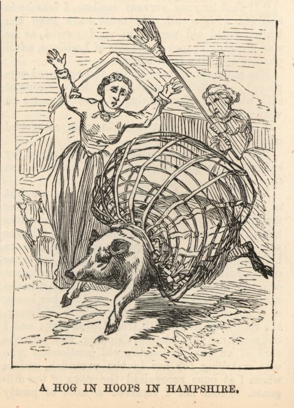 Ein Schwein in Reifen in Hampshire von English School