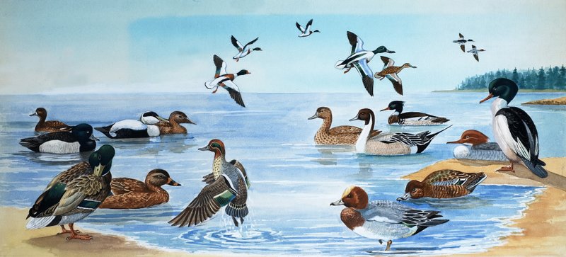 Alle Arten von Enten von English School