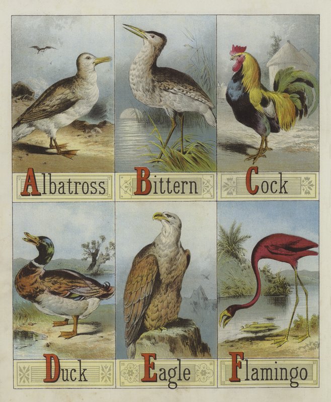 Alphabet der Vögel von English School