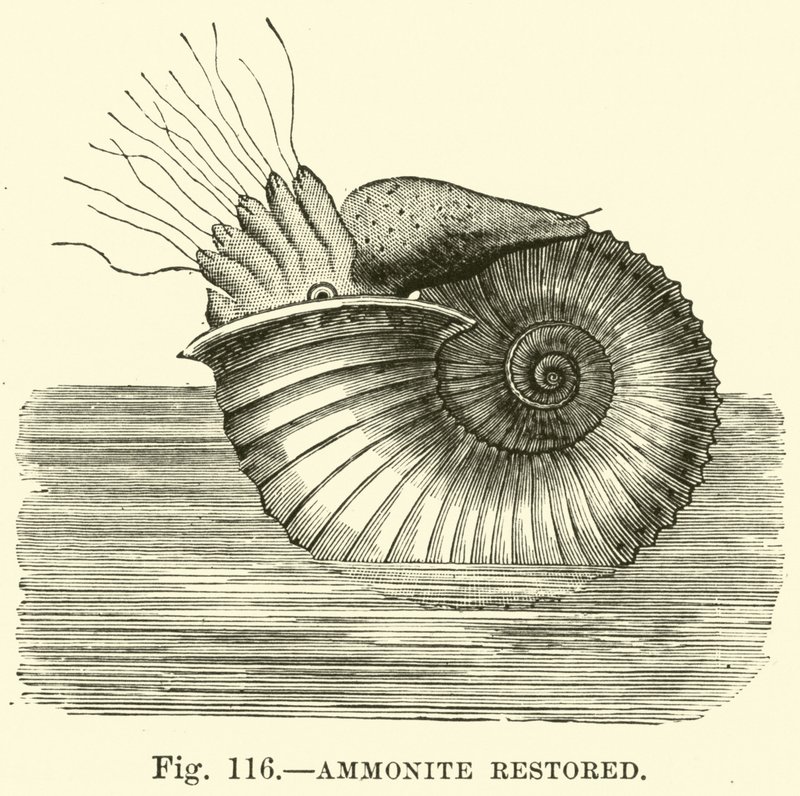 Ammonit (restauriert) von English School