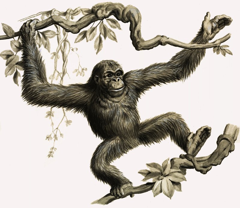 Ein Orang-Utan von English School